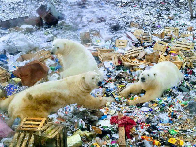 Фотографии с нашествием медведей в Архангельской области привели европейцев в состояние некоторой шокированности