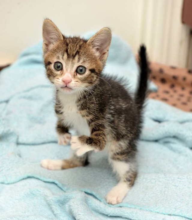 Хозяева принесли котёнка на эвтаназию… Но маленькую Кенгурушу у них отобрали!
