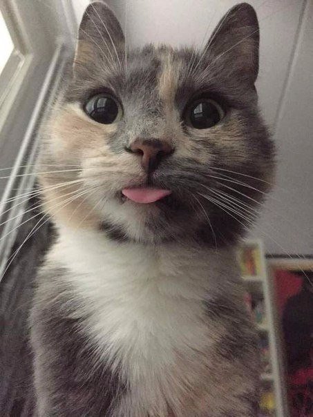 Коты и Кошки