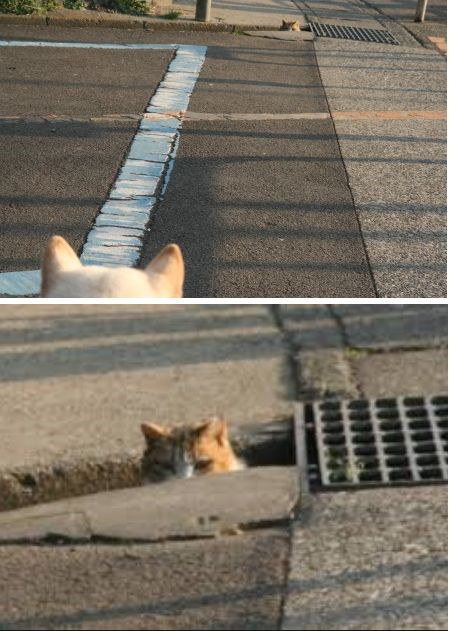 Коты и Кошки