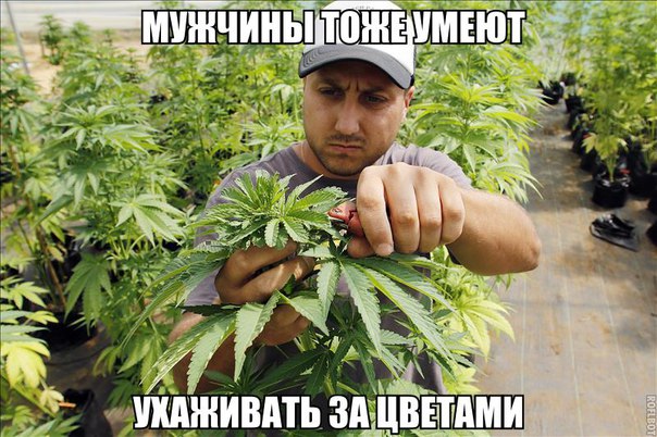 Кто-то в школе ботанику хорошо учил