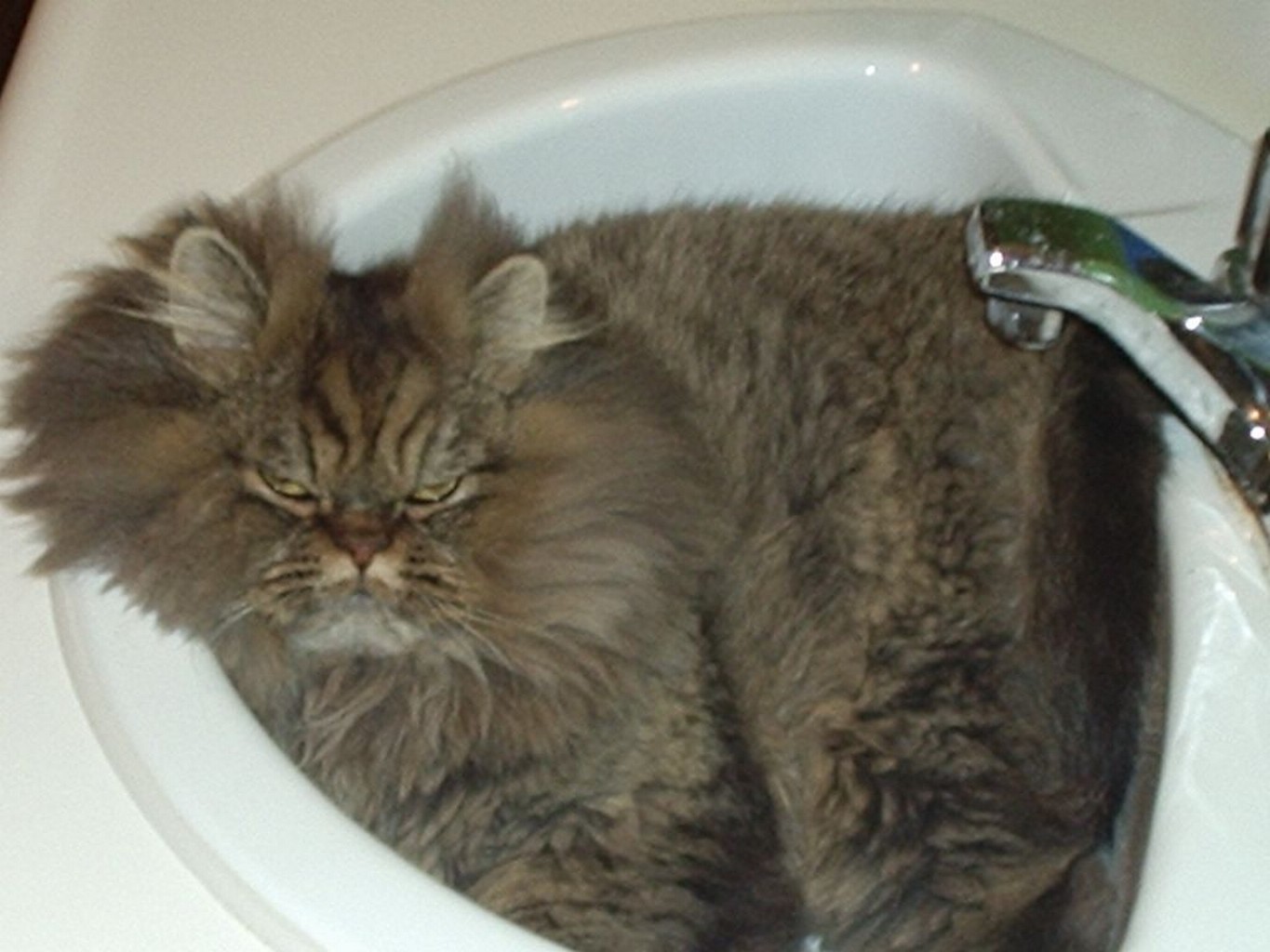 Кот в раковине