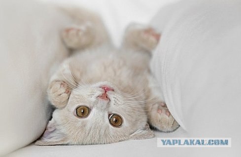 Котовторник на ЯПлакалъ (03.06), котята (31 шт)