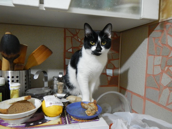 Новогодний Котовторник 01.01.2013