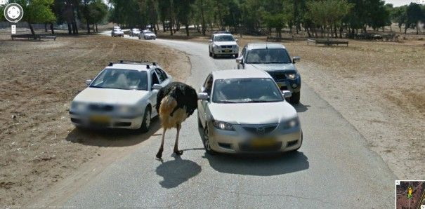 Google Street View показал топ-10 животных, случайно попавших в кадр