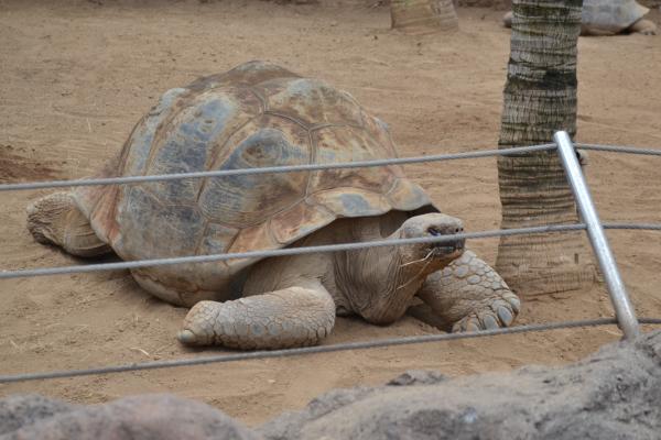 Хочу дачу на канарах!