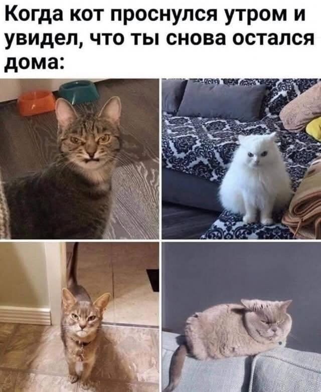 К котовторнику: подборка картинок-баянов с котиками и про котиков. Выпуск 12