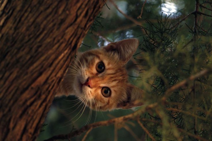 Товарищ кот