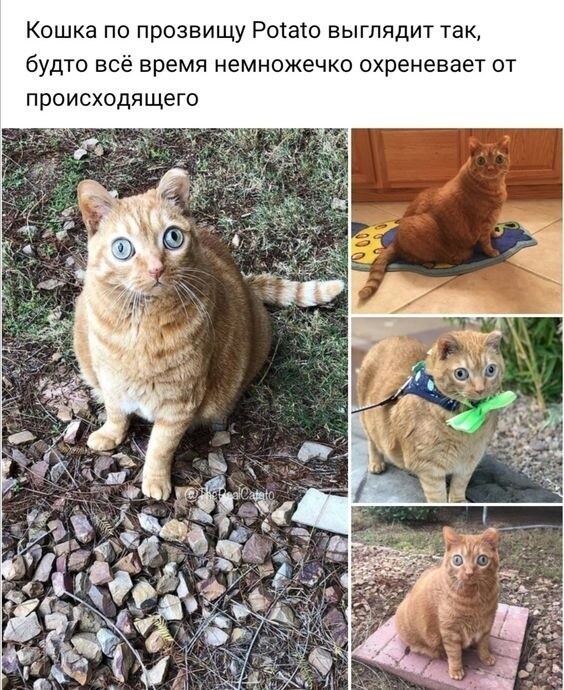 Гендерно-мудацкое