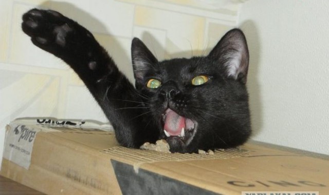 «Чмо ты, еб*ное! Мразь ты, еб*ная! Я тебя уничтожу!»