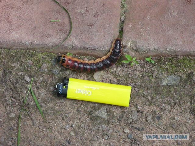 Вот такое животное обнаружил у себя в огороде