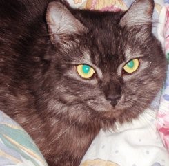 Кот барсик