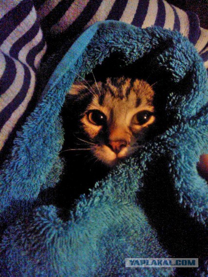 Котовторник  28.01.14