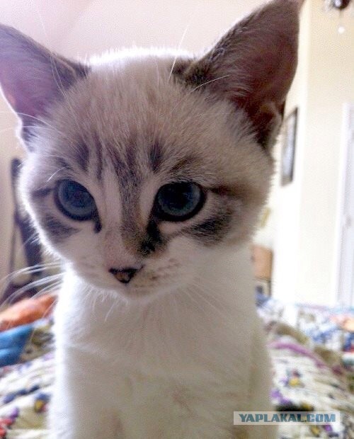 Котовторник 22.07.14