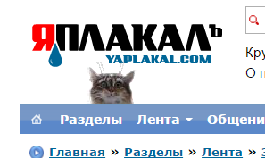 Интересные факты о кошках