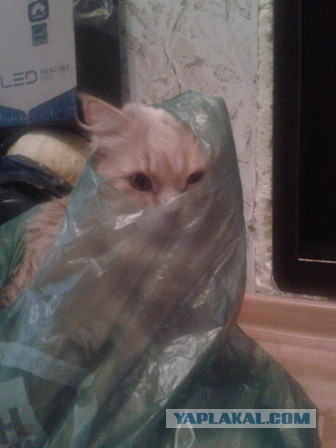 Котовторник 22.12.2015