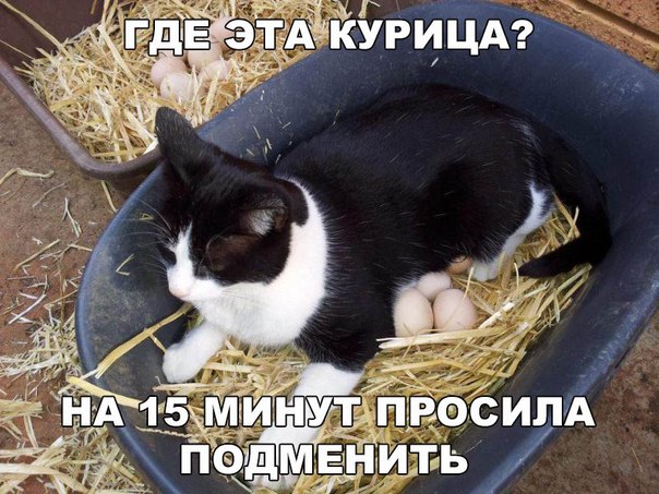 Мохнатые беспредельщики