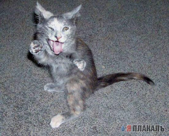 А вот и котовторник!