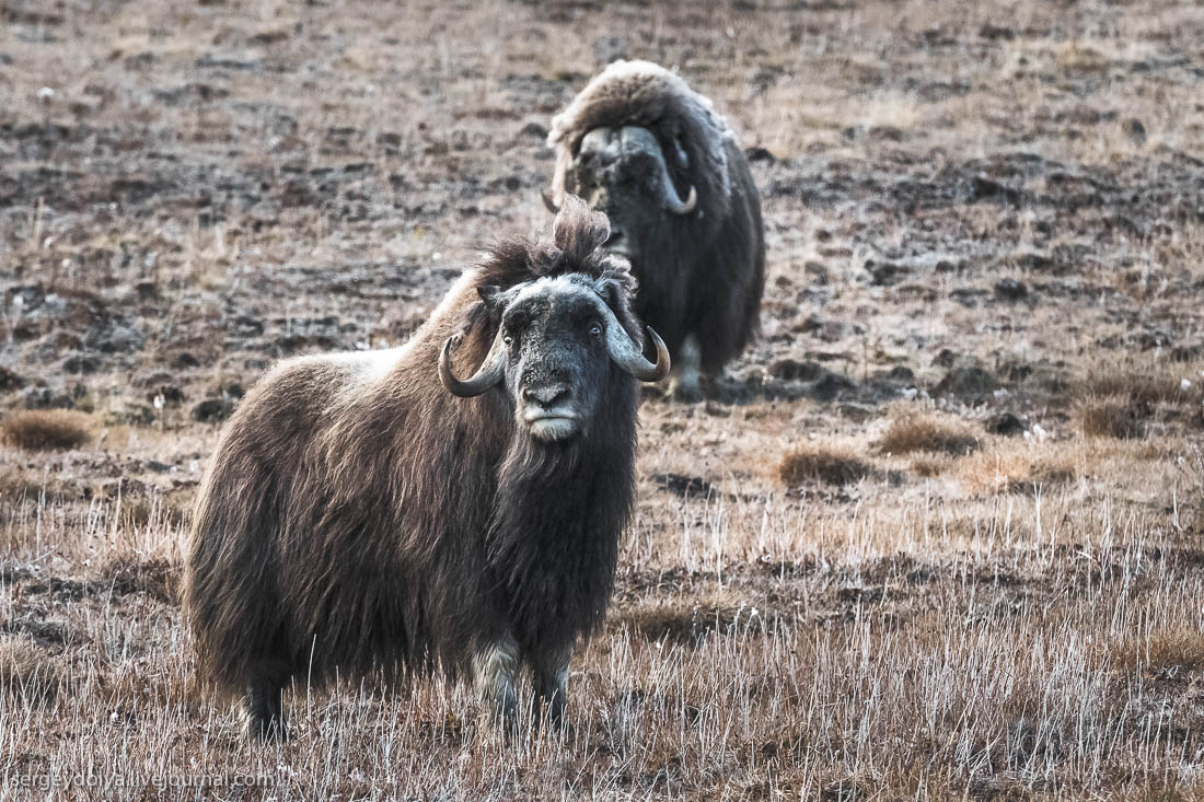 Овцебык в тундре. Овцебык в арктике. Овцебык детеныш. Овцебык содержание. Овцебык содержание.