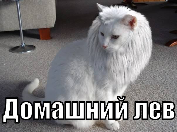 Коты и Кошки