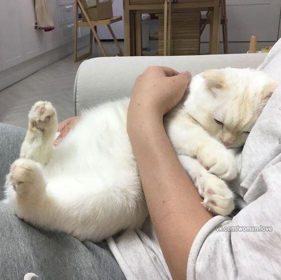 Коты и Кошки