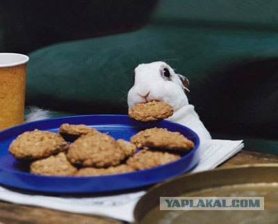 Блюда из кролика (7 фото)