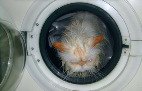 Кошак в шоке