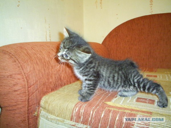 Котовторник 1.11.11