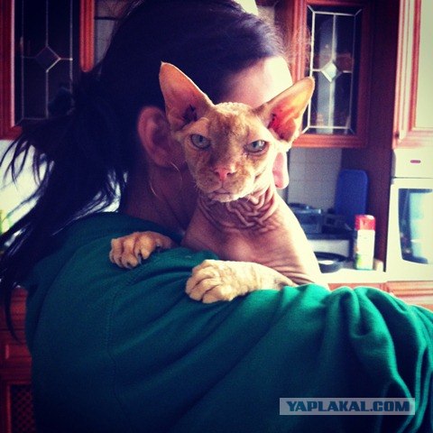 Котовторник  4.09.12