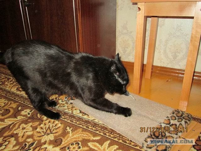 Новогодний Котовторник 01.01.2013