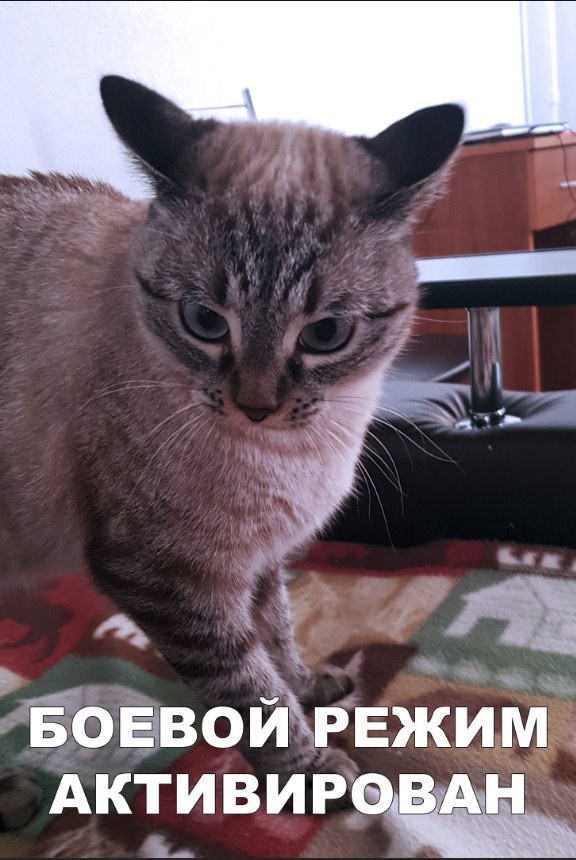 Забавные фото котеек
