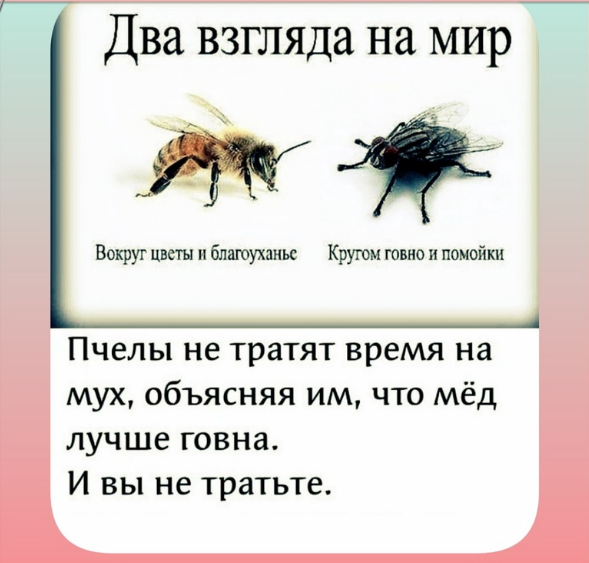 В Израиль из Африки прилетел аист, насквозь пронзенный стрелой