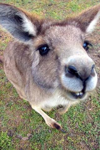 Смешной ролик Капитана Кенгуру про правящий класс