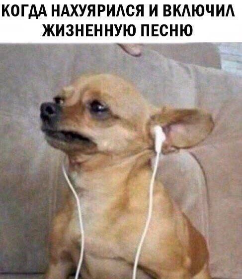 Весёлый полтишок 16.04 25.