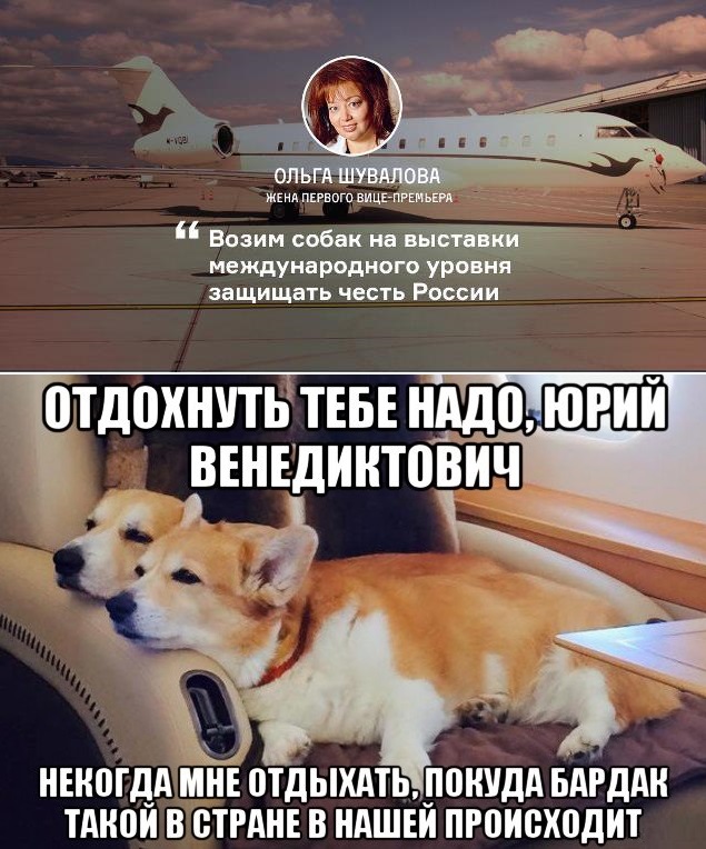 Парад корги в Москве на ВДНХ