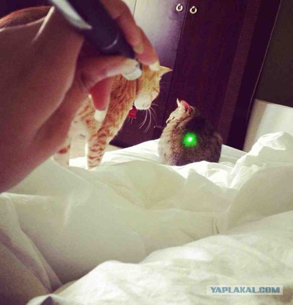 Весёлые картинки. Разбавим будни