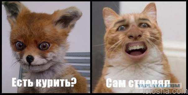 Добряки, плюсующие всех подряд