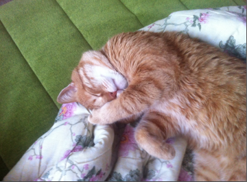 Котовторник