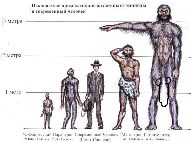Пятёрка крупнейших гоминид