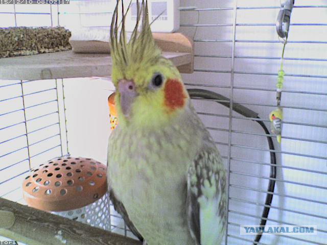 За что я люблю китайцев