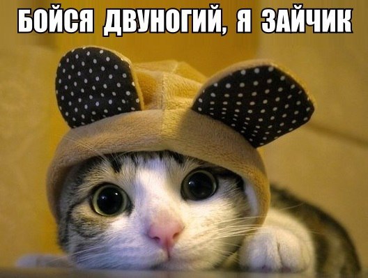 Прикольные животные