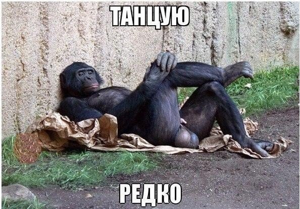 Порция картинок из сети