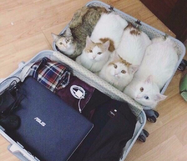 Коты и Кошки