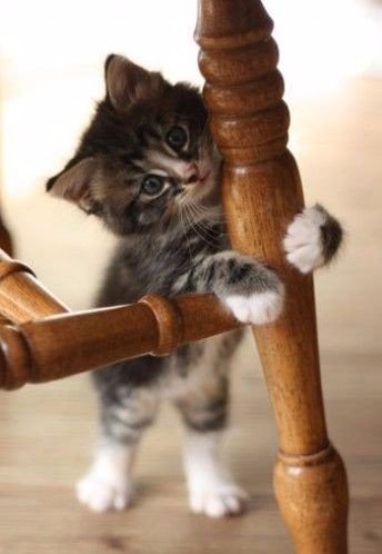 Коты и Кошки