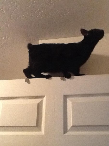 Коты и Кошки