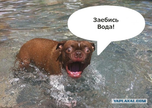 Жабельный собакен