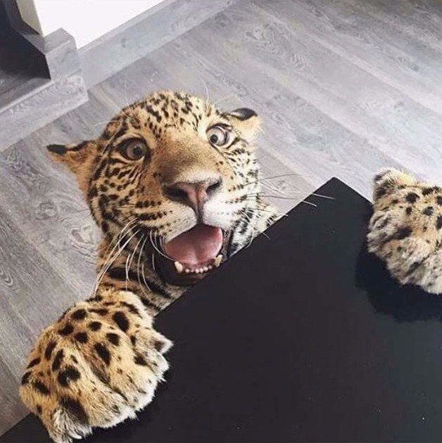 Подборка забавных животных