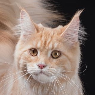 Котовторник  10.10.2017