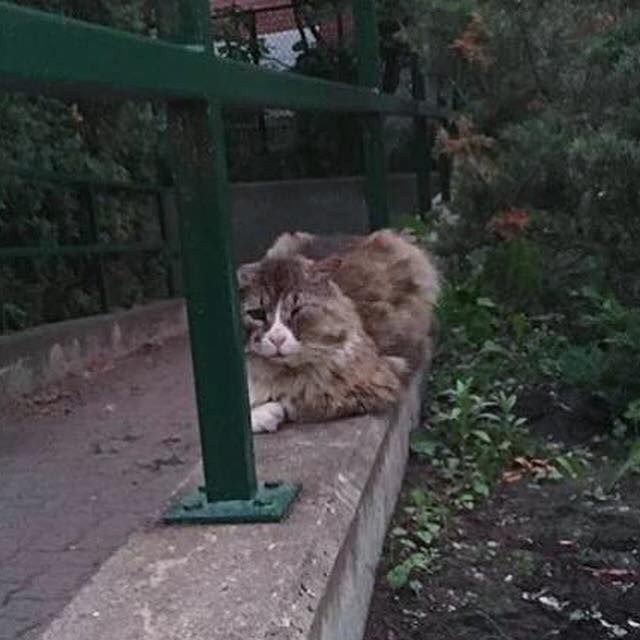 Спасение уличного кота живущего в Монреале...