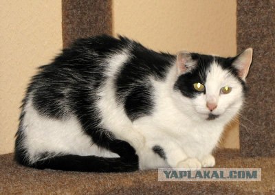 Уррааа! Котовторник на ЯПлакалъ!